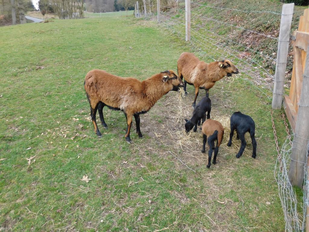 Ferienbauernhof Familie Stratmann Apartment Eslohe Luaran gambar
